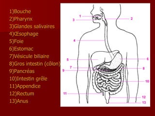 1)Bouche 2)Pharynx 3)Glandes salivaires 4)Œsophage 5)Foie 6)Estomac 7)Vésicule biliaire 8)Gros intestin (côlon) 9)Pancréas 10)Intestin grêle 11)Appendice 12)Rectum 13)Anus 