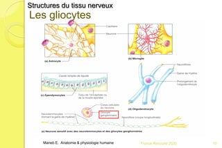 Franck Rencurel 2020 10
Structures du tissu nerveux
Marieb E. Anatomie & physiologie humaine
Les gliocytes
 