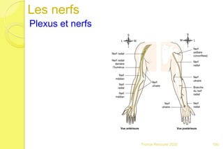 Les nerfs
Plexus et nerfs
100Franck Rencurel 2020
 