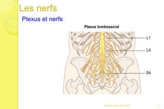 Les nerfs
Plexus et nerfs
101Franck Rencurel 2020
 