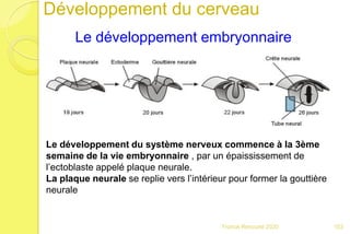 Développement du cerveau
Le développement embryonnaire
103Franck Rencurel 2020
Le développement du système nerveux commence à la 3ème
semaine de la vie embryonnaire , par un épaississement de
l’ectoblaste appelé plaque neurale.
La plaque neurale se replie vers l’intérieur pour former la gouttière
neurale
 