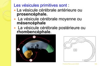 Les vésicules primitives sont :
 La vésicule cérébrale antérieure ou
prosencéphale.
 La vésicule cérébrale moyenne ou
mésencéphale
 La vésicule cérébrale postérieure ou
rhombencéphale.
105Franck Rencurel 2020
 