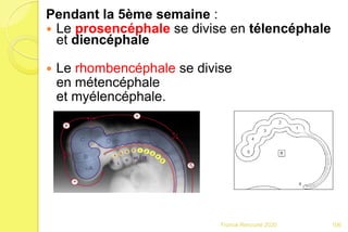 Pendant la 5ème semaine :
 Le prosencéphale se divise en télencéphale
et diencéphale
 Le rhombencéphale se divise
en métencéphale
et myélencéphale.
106Franck Rencurel 2020
 