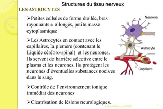 Franck Rencurel 2020 11
Structures du tissu nerveux
LES ASTROCYTES
Petites cellules de forme étoilée, bras
rayonnants ± allongés, petite masse
cytoplasmique
Les Astrocytes en contact avec les
capillaires, la piemère (contenant le
Liquide cérébro-spinal) et les neurones.
Ils servent de barrière sélective entre le
plasma et les neurones. Ils protègent les
neurones d’éventuelles substances nocives
dans le sang.
Contrôle de l’environnement ionique
immédiat des neurones
Cicatrisation de lésions neurologiques.
Neurone
Astrocyte
Capillaire
 