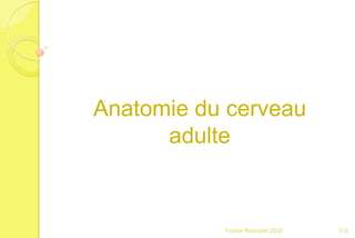 Anatomie du cerveau
adulte
112Franck Rencurel 2020
 