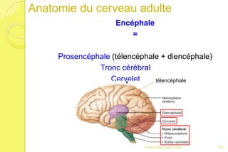 Anatomie du cerveau adulte
Encéphale
=
Prosencéphale (télencéphale + diencéphale)
Tronc cérébral
Cervelet
113Franck Rencurel 2020
télencéphale
 