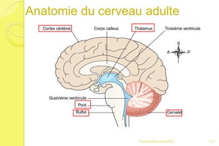 Anatomie du cerveau adulte
114Franck Rencurel 2020
 