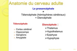 Anatomie du cerveau adulte
Le prosencéphale
=
Télencéphale (hémisphères cérébraux)
+ Diencéphale
Télencéphale
 Cortex cérébral
 Hippocampe
 Ganglions
 Amygdale
Diencéphale :
Thalamus
Hypothalamus
Epiphyse
Hypophyse
115Franck Rencurel 2020
 