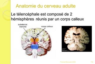 Anatomie du cerveau adulte
Le télencéphale est composé de 2
hémisphères réunis par un corps calleux
116Franck Rencurel 2020
 