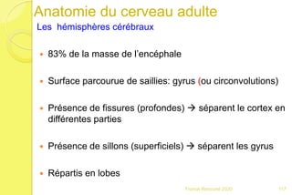 Anatomie du cerveau adulte
Les hémisphères cérébraux
 83% de la masse de l’encéphale
 Surface parcourue de saillies: gyrus (ou circonvolutions)
 Présence de fissures (profondes)  séparent le cortex en
différentes parties
 Présence de sillons (superficiels)  séparent les gyrus
 Répartis en lobes
117Franck Rencurel 2020
 