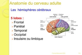 Anatomie du cerveau adulte
Les hémisphères cérébraux
5 lobes :
 Frontal
 Pariétal
 Temporal
 Occipital
 Insulaire ou limbique
118Franck Rencurel 2020
 