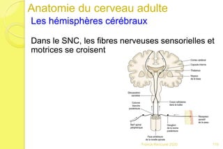 Anatomie du cerveau adulte
Les hémisphères cérébraux
Dans le SNC, les fibres nerveuses sensorielles et
motrices se croisent
119Franck Rencurel 2020
 