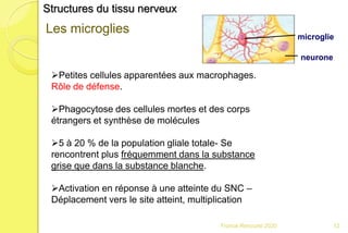 Franck Rencurel 2020 12
Structures du tissu nerveux
Les microglies
Petites cellules apparentées aux macrophages.
Rôle de défense.
Phagocytose des cellules mortes et des corps
étrangers et synthèse de molécules
5 à 20 % de la population gliale totale- Se
rencontrent plus fréquemment dans la substance
grise que dans la substance blanche.
Activation en réponse à une atteinte du SNC –
Déplacement vers le site atteint, multiplication
neurone
microglie
 