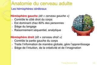 Anatomie du cerveau adulte
Les hémisphères cérébraux
Hémisphère gauche (dit « cerveau gauche »)
 Contrôle le côté droit du corps
 Est dominant chez 80% des personnes
 Siège du langage
 Raisonnement séquentiel, analytique
Hémisphère droit (dit « cerveau droit »)
 Contrôle la partie gauche du corps
 Traite l’information de manière globale, gère l’apprentissage
 Siège de l’intuition, de la créativité et de l’imagination
120Franck Rencurel 2020
 