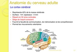 Anatomie du cerveau adulte
Le cortex cérébral
 Représente 40% de la masse cérébrale
 Surface : 1m2, épaisseur : 4 mm
 Réparti en 52 aires corticales
 Siège de l’esprit conscient
 Fournit la faculté de communication, de mémorisation et de compréhension
 Permet les mouvements volontaires
121Franck Rencurel 2020
 