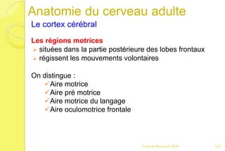 Anatomie du cerveau adulte
Le cortex cérébral
Les régions motrices
 situées dans la partie postérieure des lobes frontaux
 régissent les mouvements volontaires
On distingue :
Aire motrice
Aire pré motrice
Aire motrice du langage
Aire oculomotrice frontale
123Franck Rencurel 2020
 