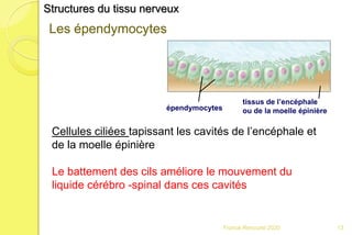 Franck Rencurel 2020 13
Structures du tissu nerveux
Les épendymocytes
tissus de l’encéphale
ou de la moelle épinièreépendymocytes
Cellules ciliées tapissant les cavités de l’encéphale et
de la moelle épinière
Le battement des cils améliore le mouvement du
liquide cérébro -spinal dans ces cavités
 