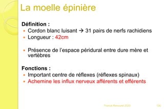 La moelle épinière
Définition :
 Cordon blanc luisant  31 pairs de nerfs rachidiens
 Longueur : 42cm
 Présence de l’espace péridural entre dure mère et
vertèbres
Fonctions :
 Important centre de réflexes (réflexes spinaux)
 Achemine les influx nerveux afférents et efférents
130Franck Rencurel 2020
 