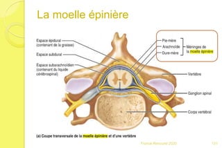 La moelle épinière
131Franck Rencurel 2020
 