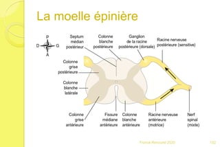 La moelle épinière
132Franck Rencurel 2020
 