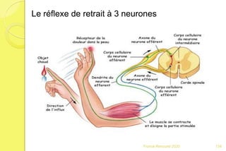 Franck Rencurel 2020 134
Le réflexe de retrait à 3 neurones
 