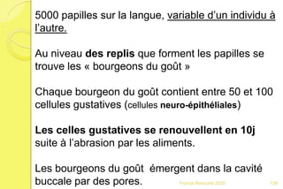 Franck Rencurel 2020
5000 papilles sur la langue, variable d’un individu à
l’autre.
Au niveau des replis que forment les papilles se
trouve les « bourgeons du goût »
Chaque bourgeon du goût contient entre 50 et 100
cellules gustatives (cellules neuro-épithéliales)
Les celles gustatives se renouvellent en 10j
suite à l’abrasion par les aliments.
Les bourgeons du goût émergent dans la cavité
buccale par des pores. 139
 