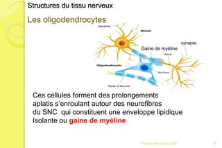 Franck Rencurel 2020 14
Structures du tissu nerveux
Les oligodendrocytes
Ces cellules forment des prolongements
aplatis s’enroulant autour des neurofibres
du SNC qui constituent une enveloppe lipidique
Isolante ou gaine de myéline
Gaine de myéline
synapse
 