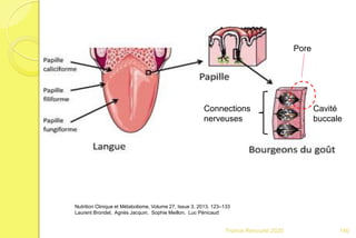 Franck Rencurel 2020
Nutrition Clinique et Métabolisme, Volume 27, Issue 3, 2013, 123–133
Laurent Brondel, Agnès Jacquin, Sophie Meillon, Luc Pénicaud
Pore
Cavité
buccale
Connections
nerveuses
140
 
