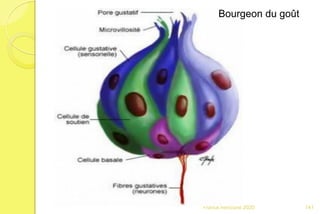 Franck Rencurel 2020
Bourgeon du goût
141
 