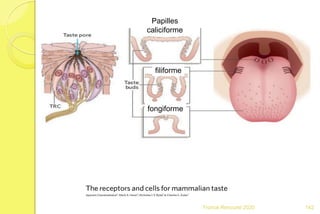 Franck Rencurel 2020
Papilles
caliciforme
filiforme
fongiforme
142
 