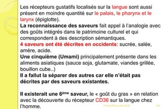 Franck Rencurel 2020
Les récepteurs gustatifs localisés sur la langue sont aussi
présent en moindre quantité sur le palais, le pharynx et le
larynx (épiglotte).
La reconnaissance des saveurs fait appel à l’analogie avec
des goûts intégrés dans le patrimoine culturel et qui
correspondent à des description sémantiques.
4 saveurs ont été décrites en occidents: sucrée, salée,
amère, acide.
Une cinquième (Umami) principalement présente dans les
aliments asiatiques (sauce soja, glutamate, viandes grillée,
bouillon cube..)
Il a fallut la séparer des autres car elle n’était pas
décrites par des saveurs existantes.
Il existerait une 6ème saveur, le « goût du gras » en relation
avec la découverte du récepteur CD36 sur la langue chez
l’homme. 144
 