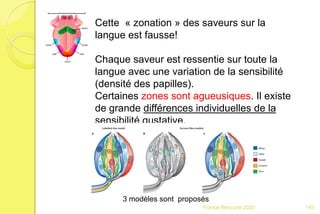 Franck Rencurel 2020
Cette « zonation » des saveurs sur la
langue est fausse!
Chaque saveur est ressentie sur toute la
langue avec une variation de la sensibilité
(densité des papilles).
Certaines zones sont agueusiques. Il existe
de grande différences individuelles de la
sensibilité gustative.
3 modèles sont proposés
145
 