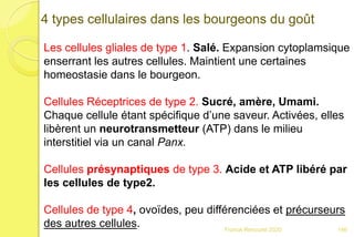Franck Rencurel 2020
4 types cellulaires dans les bourgeons du goût
Les cellules gliales de type 1. Salé. Expansion cytoplamsique
enserrant les autres cellules. Maintient une certaines
homeostasie dans le bourgeon.
Cellules Réceptrices de type 2. Sucré, amère, Umami.
Chaque cellule étant spécifique d’une saveur. Activées, elles
libèrent un neurotransmetteur (ATP) dans le milieu
interstitiel via un canal Panx.
Cellules présynaptiques de type 3. Acide et ATP libéré par
les cellules de type2.
Cellules de type 4, ovoïdes, peu différenciées et précurseurs
des autres cellules. 146
 