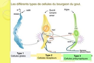 Les différents types de cellules du bourgeon du gout.
Franck Rencurel 2020
Type 1
Cellules gliales Type 2
Cellules récepteurs
Type 3
Cellules présynaptiques
salé Sucré
Umami
amer
Aigre
147
 