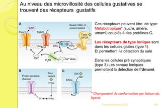 Franck Rencurel 2020
Au niveau des microvillosité des cellules gustatives se
trouvent des récepteurs gustatifs
Ces récepteurs peuvent être de type:
Métabotropique* (sucré, amère,
umami) couplés à des protéines G.
Les récepteurs de type ionique sont
dans les cellules gliales (type 1)
Et permettent la détection du salé
Dans les cellules pré synaptiques
(type 3) Les canaux Ioniques
permettent la détection de l’Umami.
* Changement de conformation par liaison du
ligand.
148
 