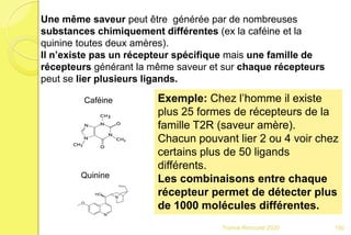 Franck Rencurel 2020
Une même saveur peut être générée par de nombreuses
substances chimiquement différentes (ex la caféine et la
quinine toutes deux amères).
Il n’existe pas un récepteur spécifique mais une famille de
récepteurs générant la même saveur et sur chaque récepteurs
peut se lier plusieurs ligands.
Caféine
Quinine
Exemple: Chez l’homme il existe
plus 25 formes de récepteurs de la
famille T2R (saveur amère).
Chacun pouvant lier 2 ou 4 voir chez
certains plus de 50 ligands
différents.
Les combinaisons entre chaque
récepteur permet de détecter plus
de 1000 molécules différentes.
150
 