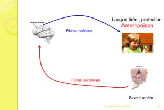 Franck Rencurel 2020
Saveur amère
Langue tirée., protection
Amer=poison
Fibres sensitives
Fibres motrices
151
 