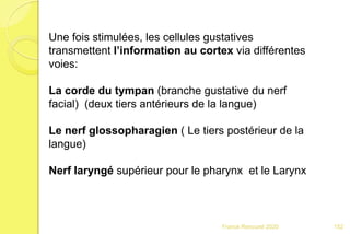 Franck Rencurel 2020
Une fois stimulées, les cellules gustatives
transmettent l’information au cortex via différentes
voies:
La corde du tympan (branche gustative du nerf
facial) (deux tiers antérieurs de la langue)
Le nerf glossopharagien ( Le tiers postérieur de la
langue)
Nerf laryngé supérieur pour le pharynx et le Larynx
152
 