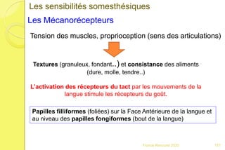 Franck Rencurel 2020
Les sensibilités somesthésiques
Tension des muscles, proprioception (sens des articulations)
Textures (granuleux, fondant..) et consistance des aliments
(dure, molle, tendre..)
L’activation des récepteurs du tact par les mouvements de la
langue stimule les récepteurs du goût.
Les Mécanorécepteurs
Papilles filliformes (foliées) sur la Face Antérieure de la langue et
au niveau des papilles fongiformes (bout de la langue)
157
 