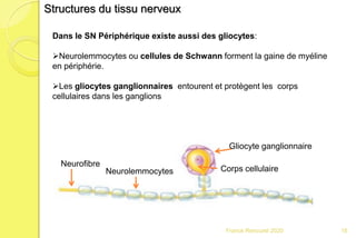 Franck Rencurel 2020 16
Gliocyte ganglionnaire
Corps cellulaireNeurolemmocytes
Neurofibre
Dans le SN Périphérique existe aussi des gliocytes:
Neurolemmocytes ou cellules de Schwann forment la gaine de myéline
en périphérie.
Les gliocytes ganglionnaires entourent et protègent les corps
cellulaires dans les ganglions
Structures du tissu nerveux
 