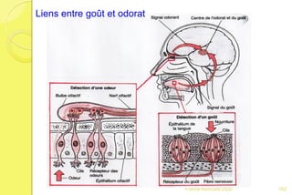 Franck Rencurel 2020
Liens entre goût et odorat
162
 