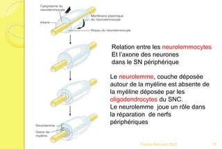 Franck Rencurel 2020 17
Relation entre les neurolemmocytes
Et l’axone des neurones
dans le SN périphérique
Le neurolemme, couche déposée
autour de la myéline est absente de
la myéline déposée par les
oligodendrocytes du SNC.
Le neurolemme joue un rôle dans
la réparation de nerfs
périphériques
 