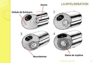 Cellule de Schwann
Axone
Neurolemme
Gaine de myéline
LA MYELINISATION
18Franck Rencurel 2020
 