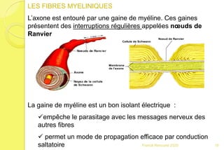 LES FIBRES MYELINIQUES
L’axone est entouré par une gaine de myéline. Ces gaines
présentent des interruptions régulières appelées nœuds de
Ranvier
La gaine de myéline est un bon isolant électrique :
empêche le parasitage avec les messages nerveux des
autres fibres
 permet un mode de propagation efficace par conduction
saltatoire 19Franck Rencurel 2020
 