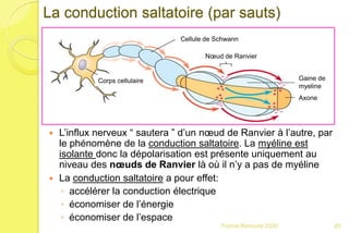 La conduction saltatoire (par sauts)
 L’influx nerveux “ sautera ” d’un nœud de Ranvier à l’autre, par
le phénomène de la conduction saltatoire. La myéline est
isolante donc la dépolarisation est présente uniquement au
niveau des nœuds de Ranvier là où il n’y a pas de myéline
 La conduction saltatoire a pour effet:
◦ accélérer la conduction électrique
◦ économiser de l’énergie
◦ économiser de l’espace
Corps cellulaire
Cellule de Schwann
Nœud de Ranvier
Gaine de
myeline
Axone
20Franck Rencurel 2020
 