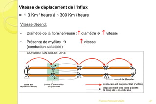 Vitesse de déplacement de l’influx
= ~ 3 Km / heure à ~ 300 Km / heure
Vitesse dépend:
• Diamètre de la fibre nerveuse :  diamètre   vitesse
• Présence de myéline   vitesse
(conduction saltatoire)
21Franck Rencurel 2020
 