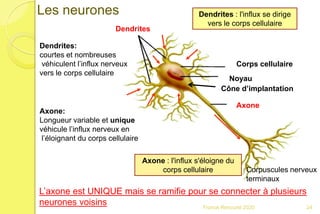 24
Corps cellulaire
Noyau
Axone
Dendrites
Dendrites : l'influx se dirige
vers le corps cellulaire
Axone : l'influx s'éloigne du
corps cellulaire
Dendrites:
courtes et nombreuses
véhiculent l’influx nerveux
vers le corps cellulaire
Axone:
Longueur variable et unique
véhicule l’influx nerveux en
l’éloignant du corps cellulaire
Les neurones
Corpuscules nerveux
terminaux
L’axone est UNIQUE mais se ramifie pour se connecter à plusieurs
neurones voisins
Cône d’implantation
Franck Rencurel 2020
 