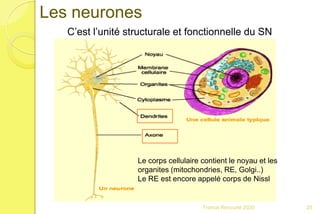 Franck Rencurel 2020 25
Les neurones
C’est l’unité structurale et fonctionnelle du SN
Le corps cellulaire contient le noyau et les
organites (mitochondries, RE, Golgi..)
Le RE est encore appelé corps de Nissl
 