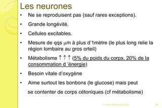 Franck Rencurel 2020 26
Les neurones
• Ne se reproduisent pas (sauf rares exceptions).
• Grande longévité.
• Cellules excitables.
• Mesure de qqs mm à plus d’1mètre (le plus long relie la
région lombaire au gros orteil)
• Métabolisme    (5% du poids du corps, 20% de la
consommation d ’énergie)
• Besoin vitale d’oxygène
• Aime surtout les bonbons (le glucose) mais peut
se contenter de corps cétoniques (cf métabolisme)
 