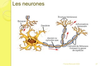 Franck Rencurel 2020 27
Les neurones
 